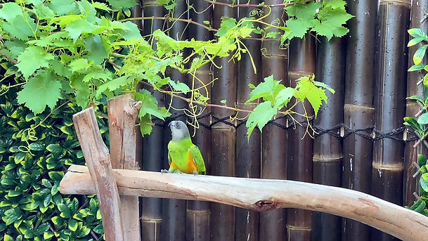 Baby Senegal Parrot